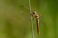 c4522 Vka hndoskvrnn (Orthetrum brunneum)