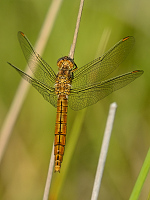 c4589 Vka hndoskvrnn (Orthetrum brunneum)