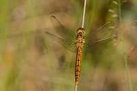 c4592 Vka hndoskvrnn (Orthetrum brunneum)