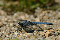 c4626 Vka hndoskvrnn (Orthetrum brunneum)