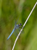 c4648 Vka hndoskvrnn (Orthetrum brunneum)