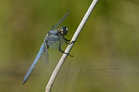 c4653 Vka hndoskvrnn (Orthetrum brunneum)