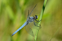 c4688 Vka hndoskvrnn (Orthetrum brunneum)