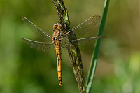 c4698 Vka hndoskvrnn (Orthetrum brunneum)