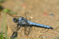 c4971 Vka hndoskvrnn (Orthetrum brunneum)