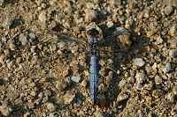 d1017. Vka hndoskvrnn (Orthetrum brunneum)