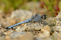 d1072. Vka hndoskvrnn (Orthetrum brunneum)