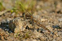 d1109. Vka hndoskvrnn (Orthetrum brunneum)