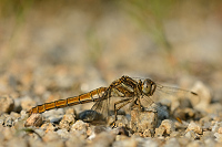 d1169. Vka hndoskvrnn (Orthetrum brunneum)