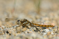 d1197. Vka hndoskvrnn (Orthetrum brunneum)