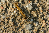 d1215. Vka hndoskvrnn (Orthetrum brunneum)