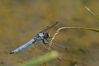 d1744. Vka hndoskvrnn (Orthetrum brunneum)