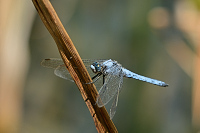 d1751. Vka hndoskvrnn (Orthetrum brunneum)