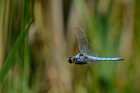 d1778. Vka hndoskvrnn (Orthetrum brunneum)