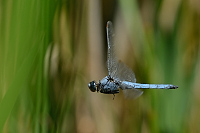 d1779. Vka hndoskvrnn (Orthetrum brunneum)