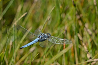 d1782. Vka hndoskvrnn (Orthetrum brunneum)