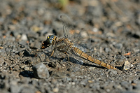 d2265. Vka hndoskvrnn (Orthetrum brunneum)