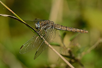 d2286. Vka hndoskvrnn (Orthetrum brunneum)