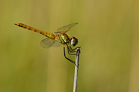 c10714 Vka jarn (Sympetrum fonscolombii)