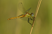 c11073 Vka jarn (Sympetrum fonscolombii)
