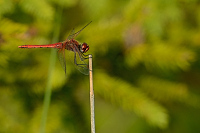 c3735 Vka jarn (Sympetrum fonscolombii)