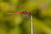 c3742 Vka jarn (Sympetrum fonscolombii)