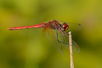 Vka jarni (Sympetrum fonscolombii)