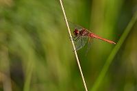 c3781 Vka jarn (Sympetrum fonscolombii)