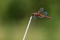 c5393. Vka jarn (Sympetrum fonscolombii)