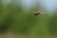 c5421. Vka jarn (Sympetrum fonscolombii)