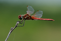 c5521. Vka jarn (Sympetrum fonscolombii)