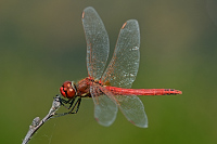 c5611. Vka jarn (Sympetrum fonscolombii)