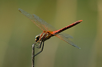 c5704. Vka jarn (Sympetrum fonscolombii)