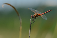 c5710. Vka jarn (Sympetrum fonscolombii)