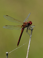 c5720. Vka jarn (Sympetrum fonscolombii)