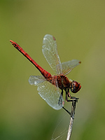 c5730. Vka jarn (Sympetrum fonscolombii)