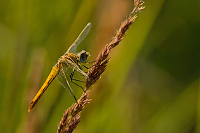 c8856. Vka jarn (Sympetrum fonscolombii)