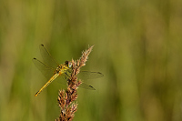 c8898. Vka jarn (Sympetrum fonscolombii)