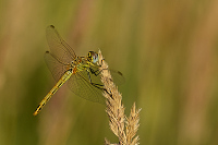 c8961. Vka jarn (Sympetrum fonscolombii)
