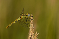 c8979. Vka jarn (Sympetrum fonscolombii)