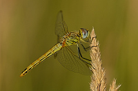 c8997. Vka jarn (Sympetrum fonscolombii)