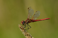 e1985. Vka jarn (Sympetrum fonscolombii)