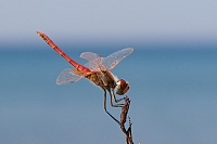 img_02 Vka jarn (Sympetrum fonscolombii)