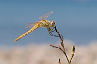 img_02 Vka jarn (Sympetrum fonscolombii)