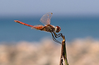 img_02 Vka jarn (Sympetrum fonscolombii)