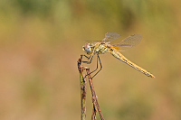 img_03 Vka jarn (Sympetrum fonscolombii)