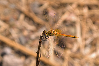 img_03 Vka jarn (Sympetrum fonscolombii)