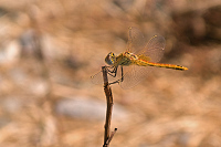 img_03 Vka jarn (Sympetrum fonscolombii)