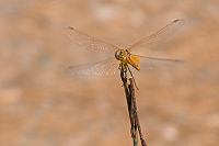 img_04 Vka jarn (Sympetrum fonscolombii)