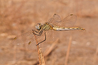 img_04 Vka jarn (Sympetrum fonscolombii)